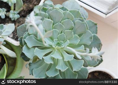 large echeveria plant in a pot, succulent flower for house decor. easy to care home plants. large echeveria plant in a pot, succulent flower for house decor. easy to care home plants.