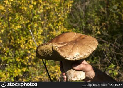 Large edible boletus mushroom in men hand