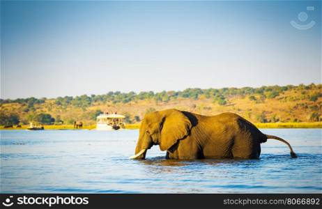 Large elephant wading across the Chobe River in Botswana, Africa at sunset