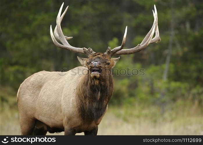Large Elk Bull in meadow at edge of Forest, calling, looking at viewer. Jasper Nat. Park Canada.