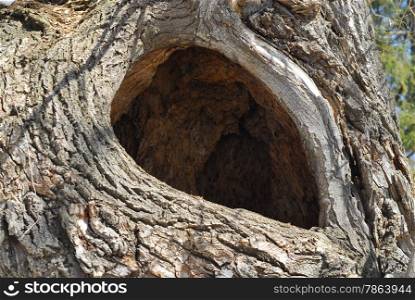 Large empty hollow closeup in old tree in winter.