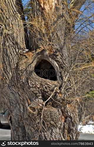 Large empty hollow in old tree in winter.