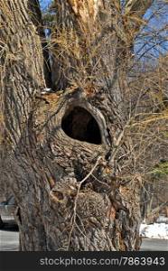 Large empty hollow in old tree in winter.