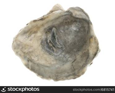 Large empty oystershell over a white background