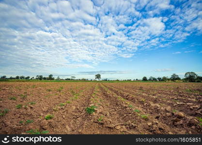 Large farmland and trees in the bright blue sky and white clouds