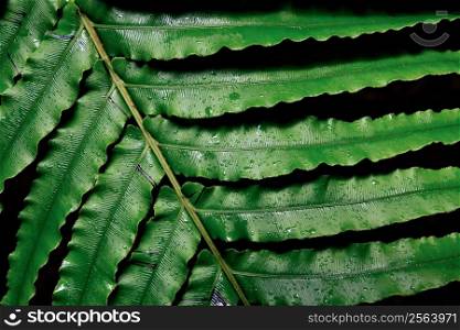 Large fern leaf in a rainforest of New Zealand&acute;s North Island.