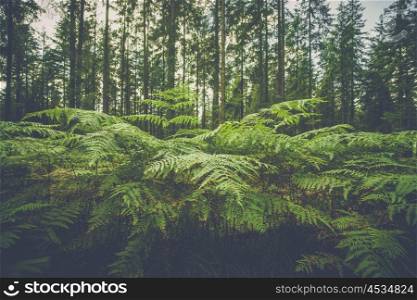 Large fern plants in a forest in Scandinavia