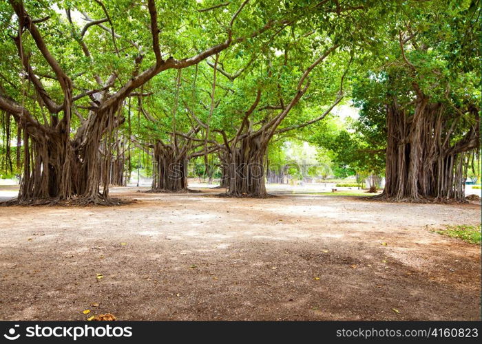 Large ficus. Park in the centre of Havana