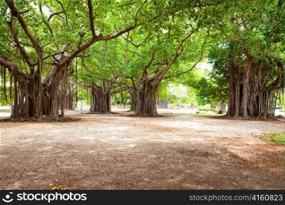 Large ficus. Park in the centre of Havana