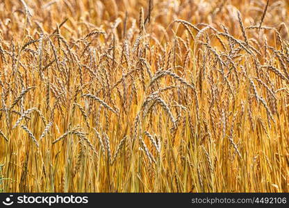 large field of cereal. landscape