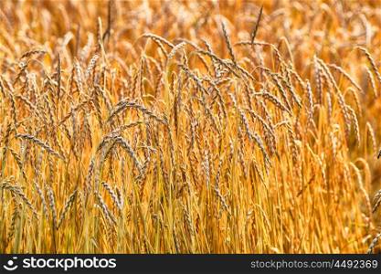 large field of cereal. landscape