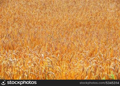 large field of cereal. landscape