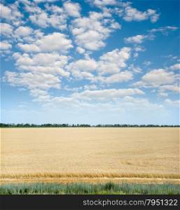 Large field of ripe wheat and blue sky with clouds