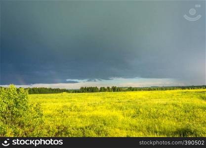Large field of yellow flowers lit by the sun against a dark sky with rainbow.