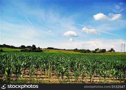 Large field of young corn plants with blue sky and clouds.