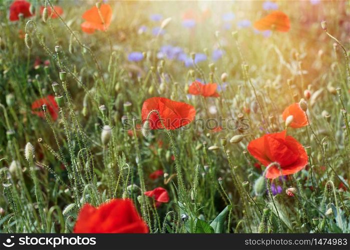 large field with red blooming poppies and green leaves on a spring day in the sun