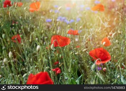 large field with red blooming poppies and green leaves on a spring day in the sun