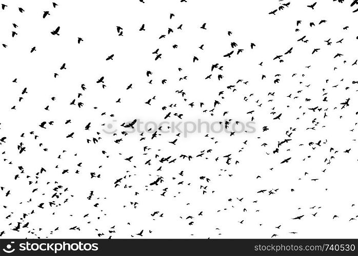 Large flock of black bird shapes flying silhouetted against white background.