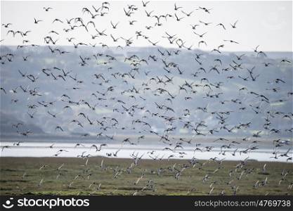 Large flock of black tailed godwits in flight