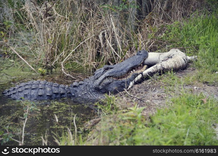 Large Florida Alligator Eating an Alligator