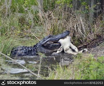 Large Florida Alligator Eating an Alligator
