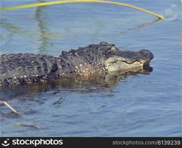 Large Florida Alligator in the Pond