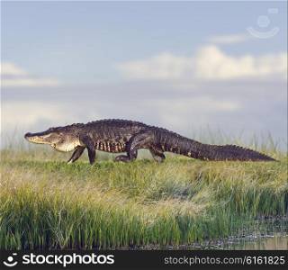 Large Florida Alligator in Wetlands