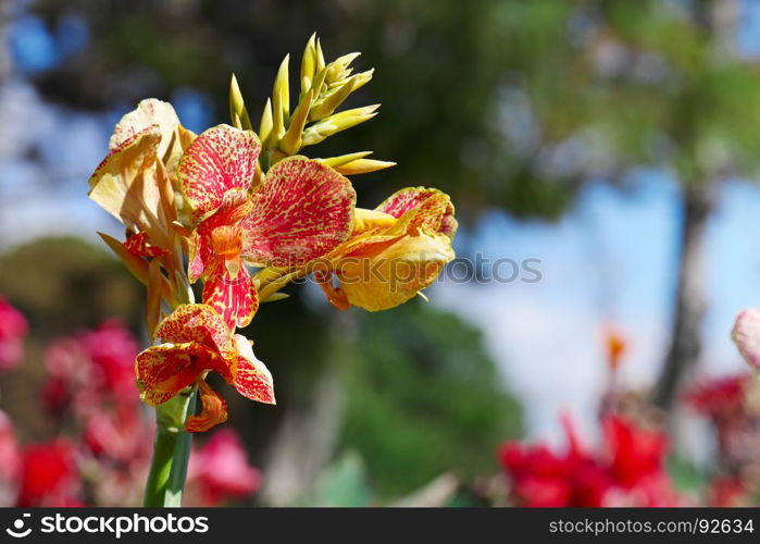 Large flower canna on background flowerbed.