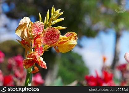 Large flower canna on background flowerbed.