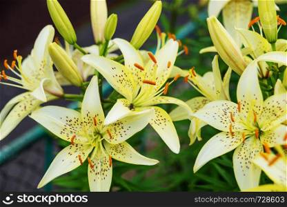 Large flowers of light yellow mottled lilies outdoors close-up