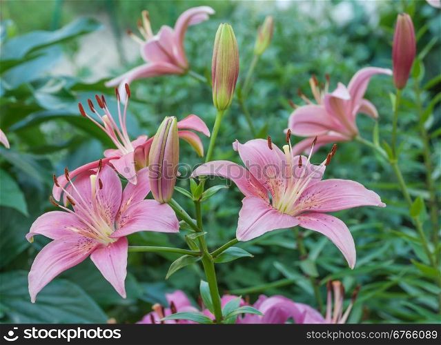 Large flowers of pink lilies outdoors close-up