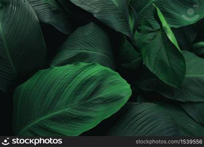 Large foliage of tropical leaf with dark green texture, abstract nature background.. Dark green tropical leaf