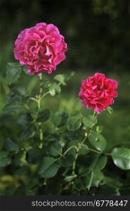 Large fuchsia colored roses in garden.