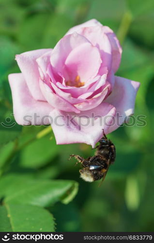 Large furry bumblebee resting on a beautiful pink rose flower in the morning garden