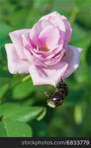 Large furry bumblebee resting on a beautiful pink rose flower in the morning garden