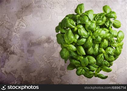 Large green aromatic Mediterranean basil leaves on rustic stone background with place for text. Aromatic spice. Copy space.
