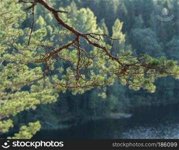 Large green branch of a coniferous tree on a blurred background of a lake