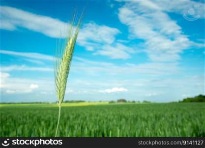 Large green ear of triticale against a field and sky, spring day