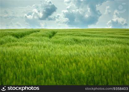 Large green field of barley to the horizon and clouds on the sky