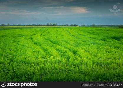 Large green field with young grain, spring day, Czulczyce, Poland
