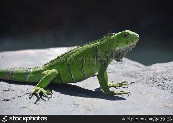 Large green iguana with long claws poised on a gray rock.