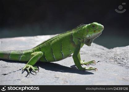 Large green iguana with long claws poised on a gray rock.