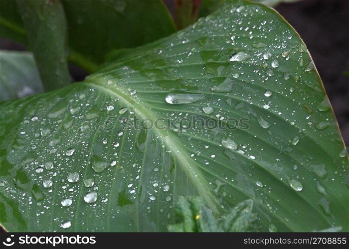 large green leaf with drops of dew