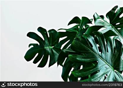 Large green leaves of tropical monstera on a light gray background with copy space. Close-up, selective focus, scandinavian style room interior.
