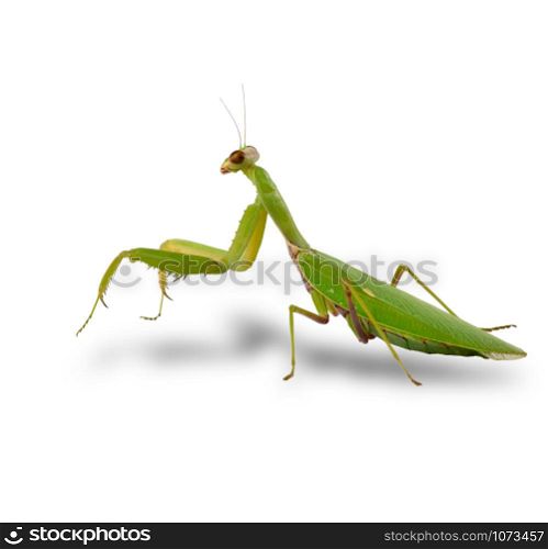 large green mantis on a white background looks at the camera, close up