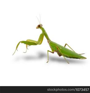 large green mantis on a white background looks at the camera, close up