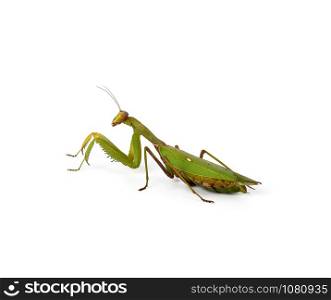 large green mantis with long antennas stands sideways, close up