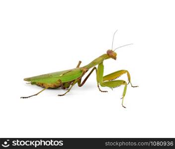 large green mantis with long antennas stands sideways on a white background, object is isolated