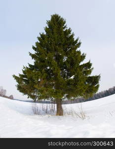 Large green spruce in a snowy field against a gray sky.