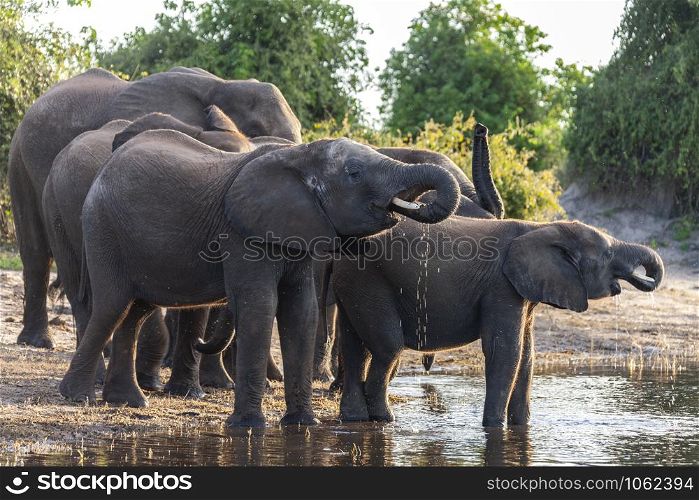 Large group of African Elephants (Loxodonta africana) drinking at waterhole in Chobe National Park in Botswana, Africa.
